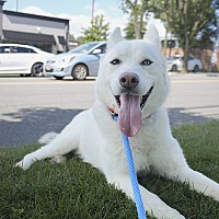 adopt a pet