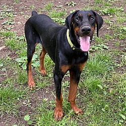 37 Top Pictures Hoobly Doberman Puppies Michigan / Puppies For Sale In Macomb County Mi