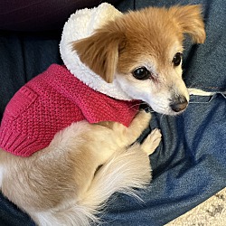 Photo of Lucky