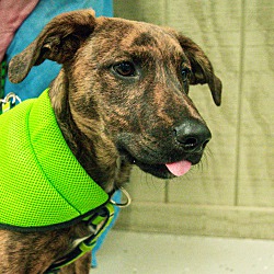 Photo of Dunkin