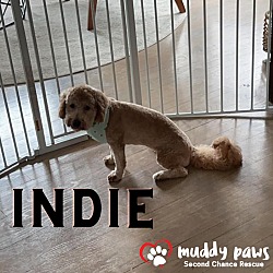 Photo of Indie - No Longer Accepting Applications