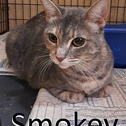 Thumbnail photo of Smokey #1
