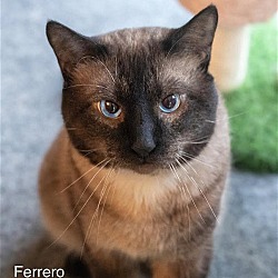 Photo of Ferrero