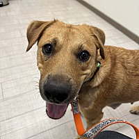 adopt a pet