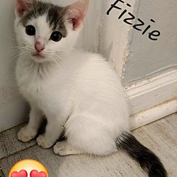 Photo of Fizzie 4629