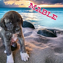 Photo of Mable