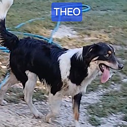 Thumbnail photo of THEO #2