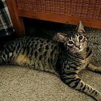adopt a pet