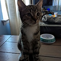 adopt a pet
