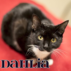 Thumbnail photo of Dahlia #2