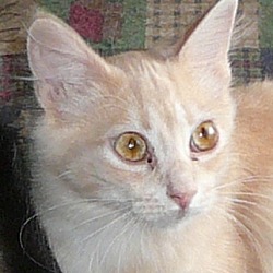 Thumbnail photo of Ambrosia Kitty #1