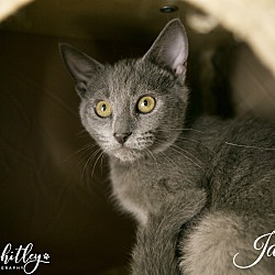 Thumbnail photo of Jasper**Pending Adoption #1
