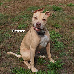 Photo of Ceaser