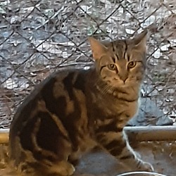 Photo of Senni (Barn Kitty)