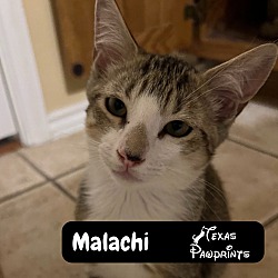 Photo of Malachi