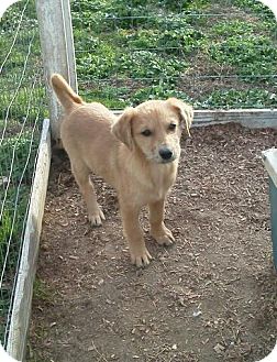 Lawrenceburg Tn Shiba Inu Meet Sylvester A Pet For Adoption