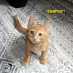 Thumbnail photo of Charlie #1