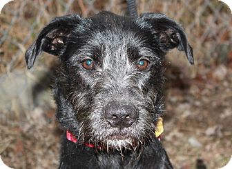 wire haired terrier schnauzer mix