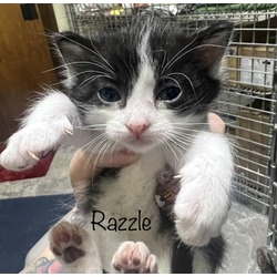 Photo of Razzle