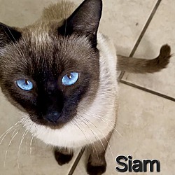 Thumbnail photo of SIAM #3