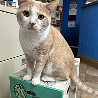adopt a pet