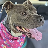 adopt a pet