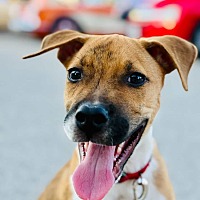 adopt a pet