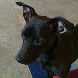 Seattle, WA - Chihuahua/Labrador Retriever. Meet Johnny a Pet for ...