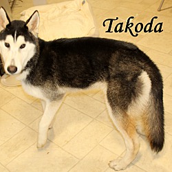 Thumbnail photo of Takoda~meet me! #3