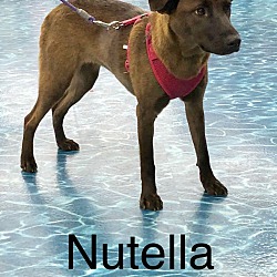 Photo of Nutella