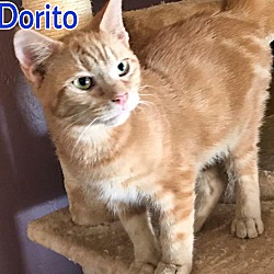 Photo of Dorito