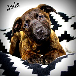 Thumbnail photo of Jade~adopted! #1