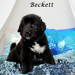 Thumbnail photo of Beckett~adopted! #3
