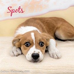 Photo of Spots