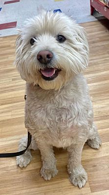 Studio City, CA - Maltese/Poodle (Miniature). Meet Major a Pet for ...