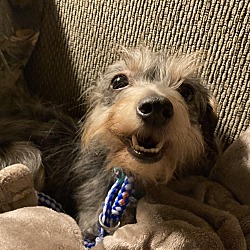 Photo of Ivy