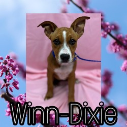 Thumbnail photo of Winn-Dixie #1