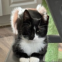 adopt a pet