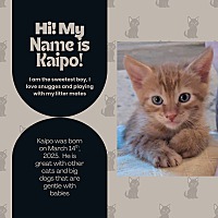 adopt a pet