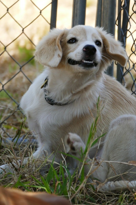 Pennigton Nj Saluki Meet Cream A Pet For Adoption