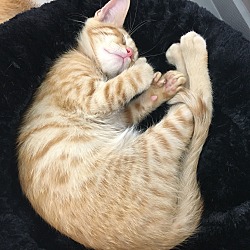 Thumbnail photo of Orange Kittens #3
