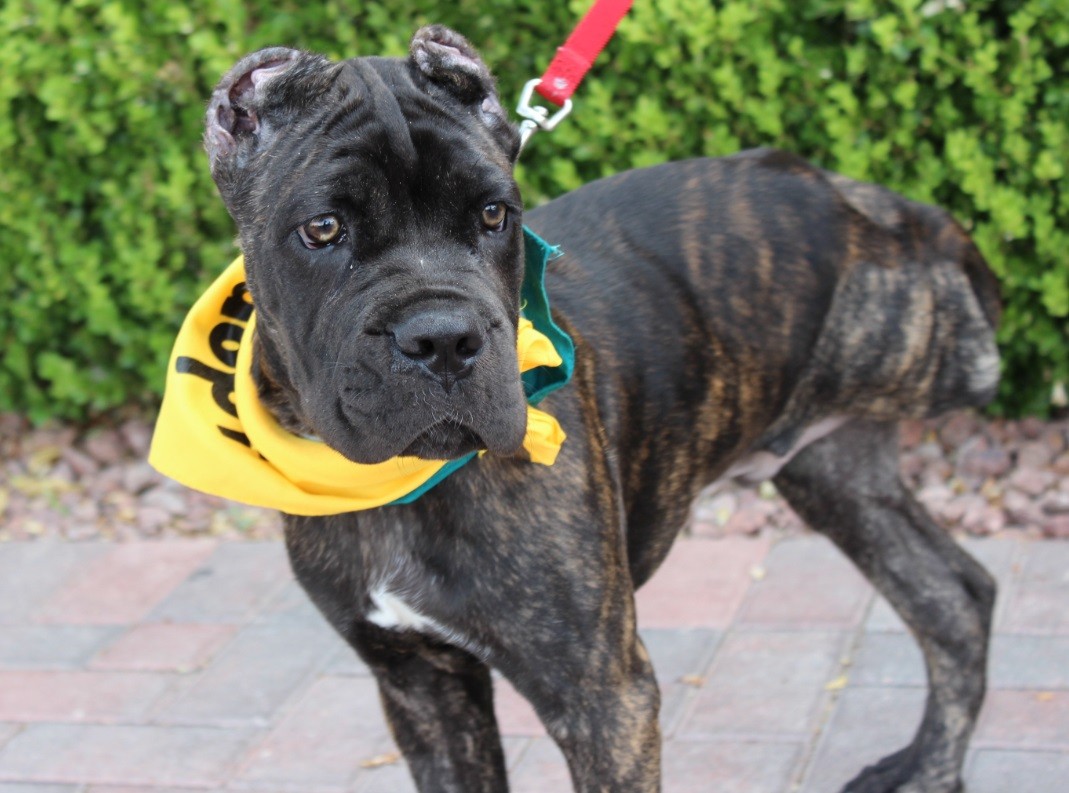 Las Vegas Nv Cane Corso Meet Hercules A Pet For Adoption
