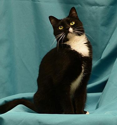 Long Beach Ca Domestic Shorthair Meet Katie Purry A Pet For
