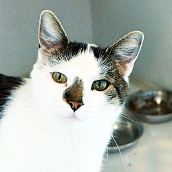 The Cat House In Lincoln Nebraska