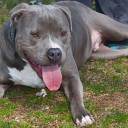 American Bulldog Puppies For Sale In West Virginia Adoptapet Com