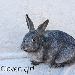 Photo of Clover