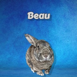 Photo of Beau (Bonded to Piper Rex)