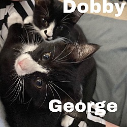 Photo of George and dobby