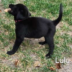 Thumbnail photo of Lulu #3
