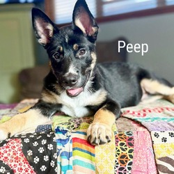 Thumbnail photo of Peep #1